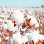 سیارہ زحل کے گرد کنارے کیسے وجود میں آئے